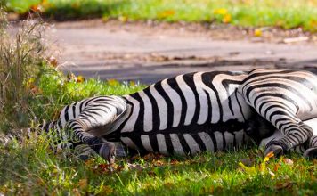Zebra shot dead after causing accident on German autobahn Zebra shot dead after causing accident on German autobahn