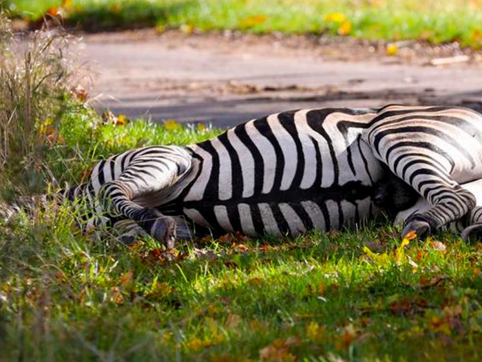Zebra shot dead after causing accident on German autobahn