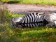 Zebra shot dead after causing accident on German autobahn Zebra shot dead after causing accident on German autobahn