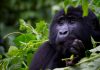 Uganda’s Bwindi Impenetrable national park is gifted with 459 mountain gorillas as per December 2018 Census results released today Uganda's Bwindi Impenetrable national park gifted with 459 mountain gorillas as per December 2018 Census result report released today