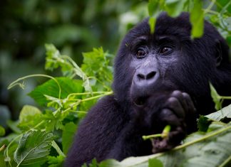 Uganda's Bwindi Impenetrable national park gifted with 459 mountain gorillas as per December 2018 Census result report released today
