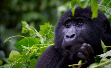 Uganda’s Bwindi Impenetrable national park is gifted with 459 mountain gorillas as per December 2018 Census results released today Uganda's Bwindi Impenetrable national park gifted with 459 mountain gorillas as per December 2018 Census result report released today