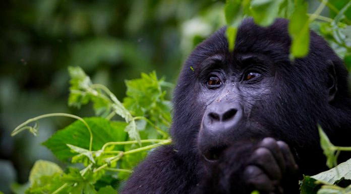 Uganda’s Bwindi Impenetrable national park is gifted with 459 mountain gorillas as per December 2018 Census results released today Uganda's Bwindi Impenetrable national park gifted with 459 mountain gorillas as per December 2018 Census result report released today