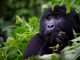Uganda’s Bwindi Impenetrable national park is gifted with 459 mountain gorillas as per December 2018 Census results released today Uganda's Bwindi Impenetrable national park gifted with 459 mountain gorillas as per December 2018 Census result report released today