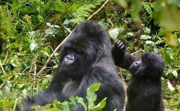 Lightning killed four rare mountain gorillas in Uganda Lightning killed four rare mountain gorillas in Uganda