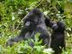Lightning killed four rare mountain gorillas in Uganda Lightning killed four rare mountain gorillas in Uganda