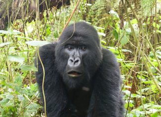 Rwanda Tourist Destinations You Absolutely Must Visit